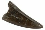 Tyrannosaur Premax Tooth - Judith River Formation, Montana #114002-1